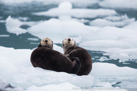 Sea Otter