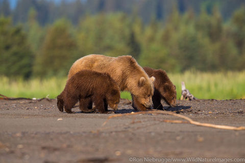 Sow with Cubs