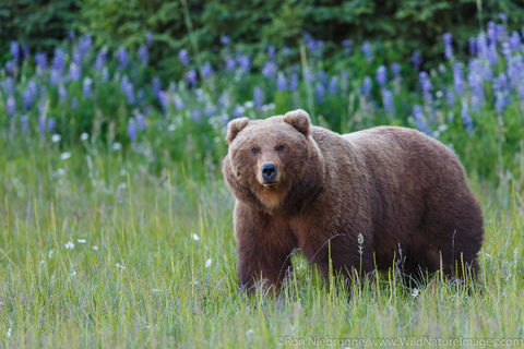 Brown Bear