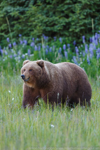 Brown Bear
