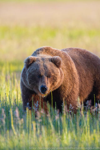 Brown Bear