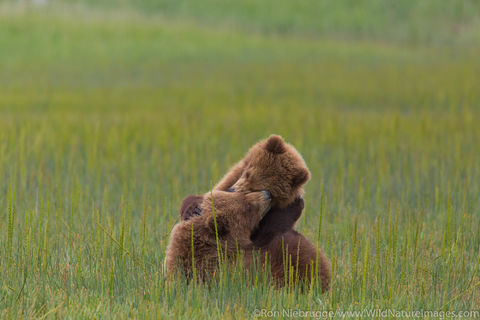 Brown Bear Cubs
