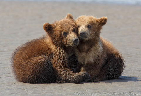 Brown Bear Cubs