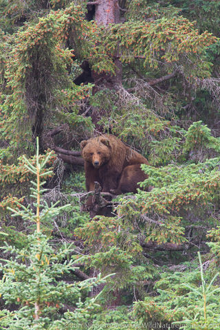 Brown Bear