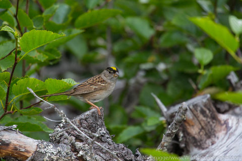 Golden-crowned sparrow