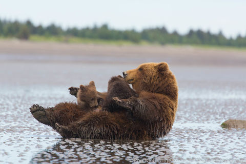 Sow nursing cubs