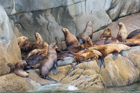 Steller Sea Lions