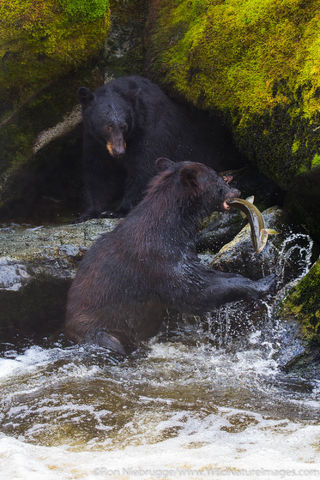 Black Bear Fishing