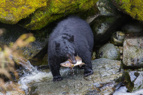 Black Bear Fishing