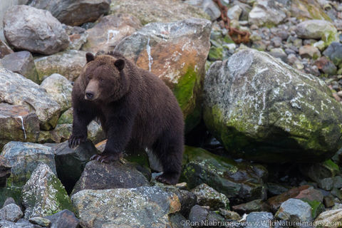 Brown Bears Fishing