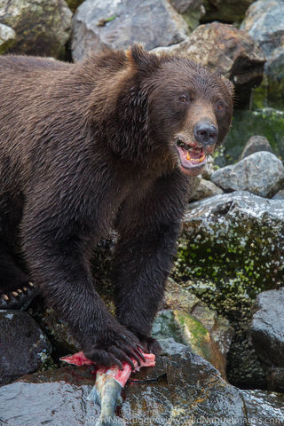 Brown Bears Fishing