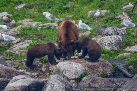 Brown Bears Fishing