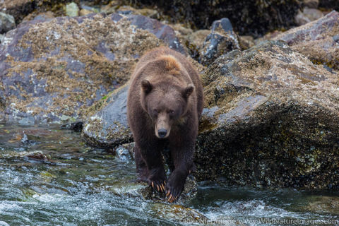 Brown Bears Fishing