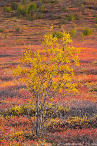 Autumn in Brooks Range