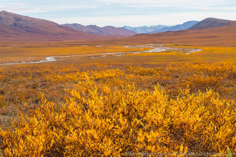 Autumn in Brooks Range