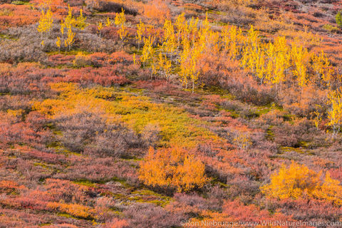 Autumn in Brooks Range