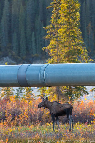 Trans Alaska Pipeline