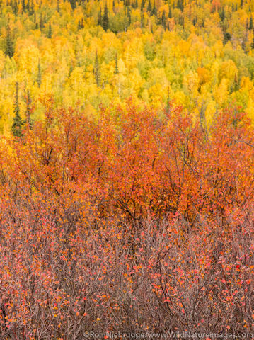 Autumn in Brooks Range