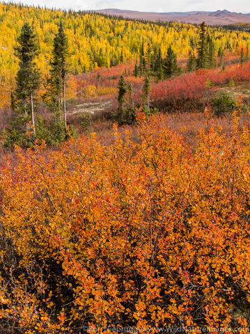 Autumn in Brooks Range