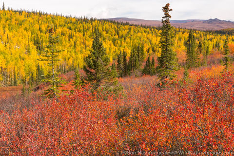 Autumn in Brooks Range