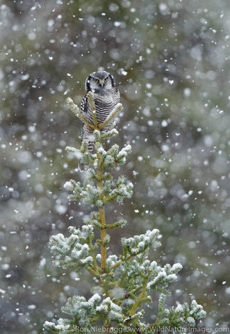 Northern Hawk Owl