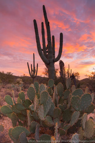 Saguaro Sunset