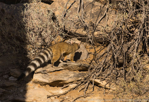 Ring-tailed cat