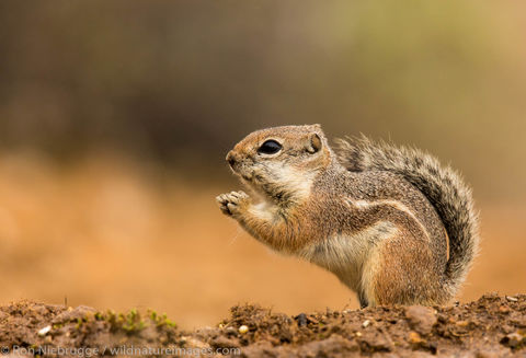 Antelope ground squirrel