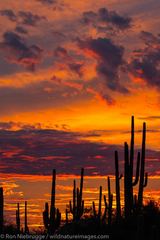 Saguaro Sunset