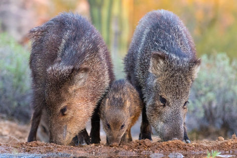 Javelina
