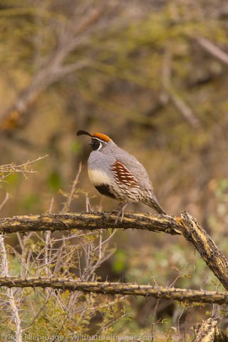 Gambel's Quail