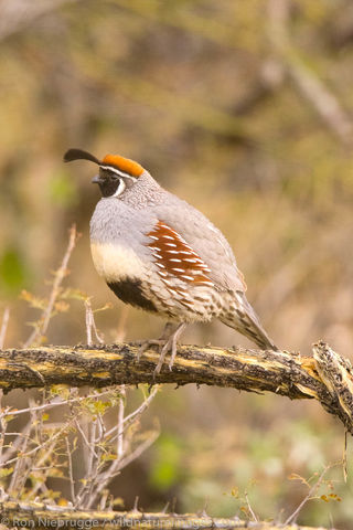 Gambel's Quail