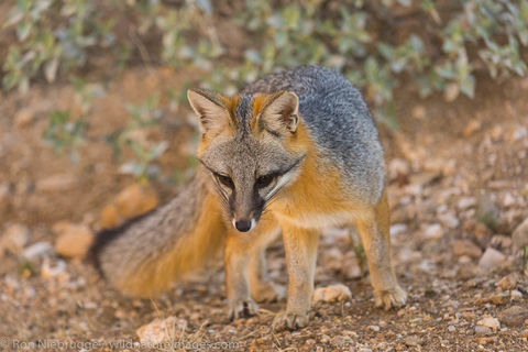 Gray Fox