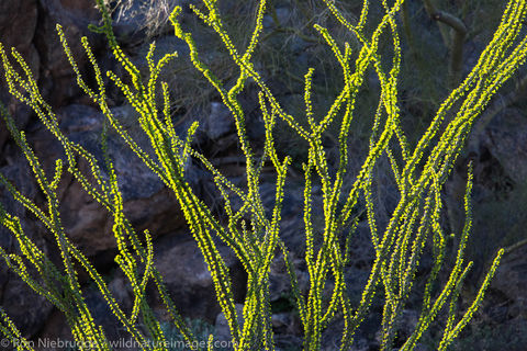 Ocotillo 