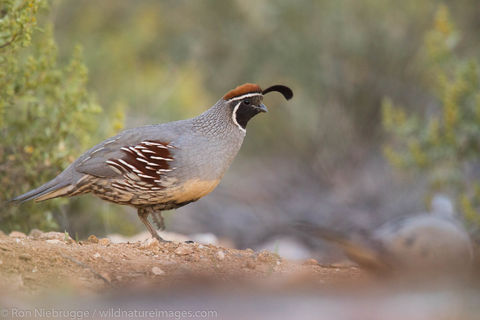 Tucson, Arizona