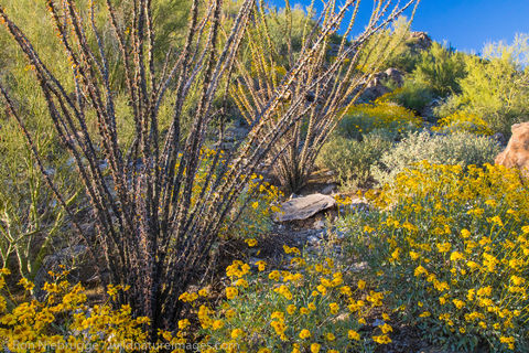 Desert Wildflowers