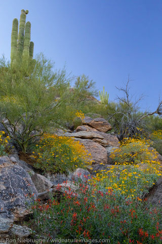 Desert Wildflowers