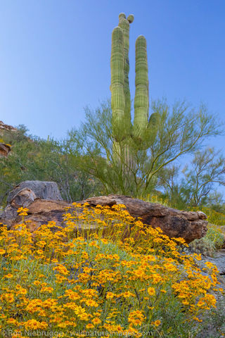 Desert Wildflowers