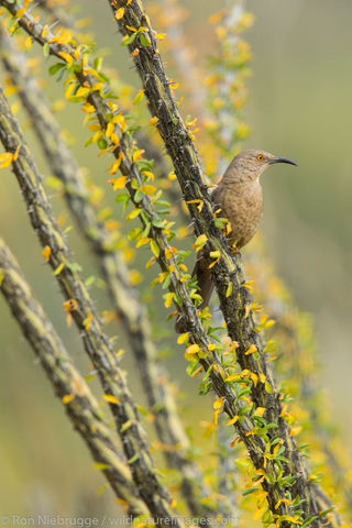 Tucson, Arizona