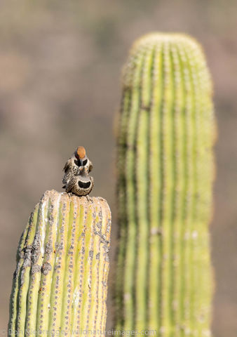 Tucson, Arizona