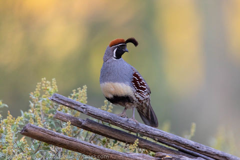 Gambel's Quail