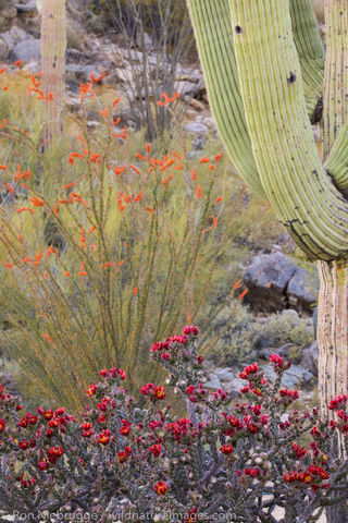 Cactus Wildflowers