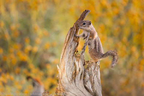 Antelope Ground Squirrel