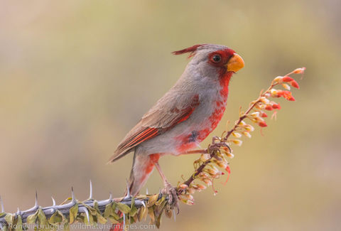 Pyrrhuloxia