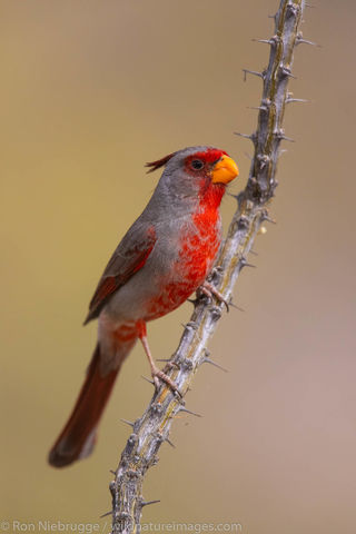 Pyrrhuloxia