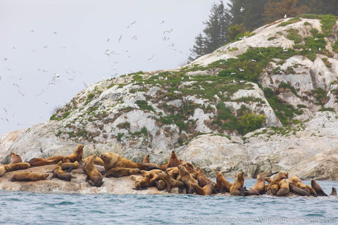 Steller Sea Lions
