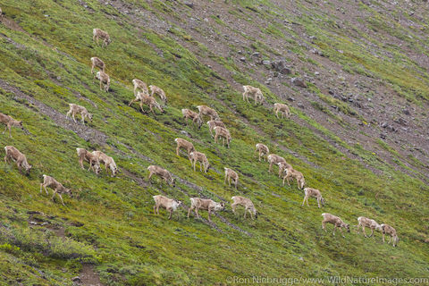Caribou