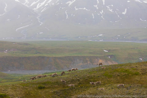 Caribou