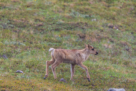 Caribou Calf
