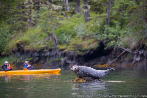 Harbor Seal